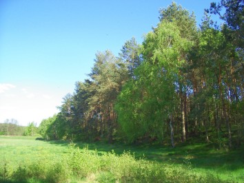 Lasy w okolicach Parkowa
